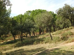 Pinus pinea