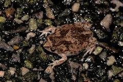 Pseudophryne guentheri