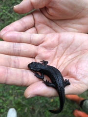 Cynops pyrrhogaster