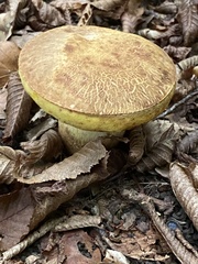 Hemileccinum depilatum