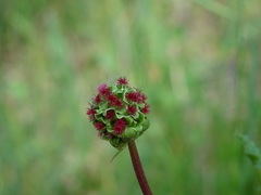 Sanguisorba minor