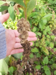 Verbascum