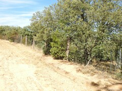 Pinus pinea