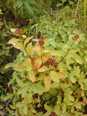 Spiraea beauverdiana