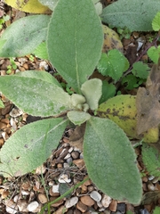 Verbascum