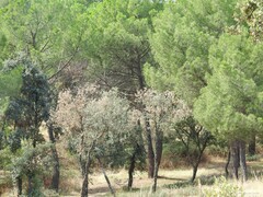 Pinus pinea