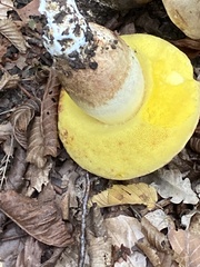 Hemileccinum depilatum