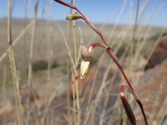 Hesperantha