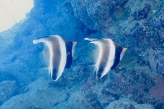 Heniochus chrysostomus