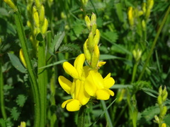 Genista sagittalis