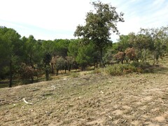 Pinus pinea