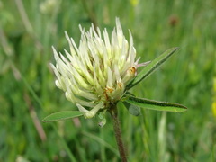 Trifolium ochroleucon