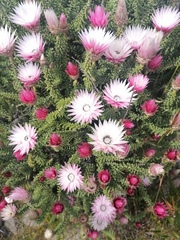 Phaenocoma prolifera