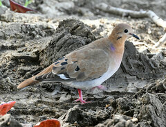 Zenaida aurita