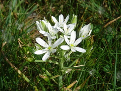 Ornithogalum