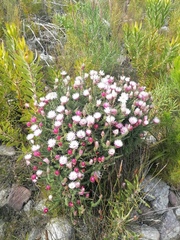 Phaenocoma prolifera