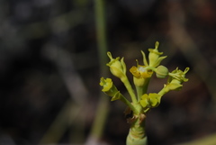 Euphorbia lamarckii image