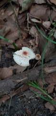 Lepiota cristata