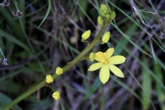 Bulbine vagans