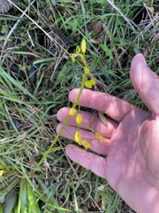 Bulbine vagans