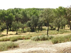 Pinus pinea