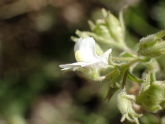 Nemesia hanoverica