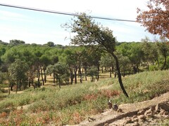 Pinus pinea