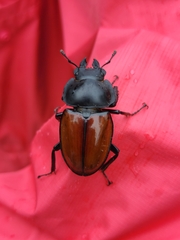 Neolucanus swinhoei