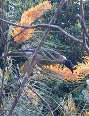 Philemon corniculatus