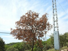 Pinus pinea
