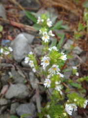 Euphrasia maximowiczii