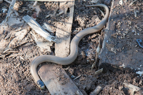 Whip Hooded Snake sighting