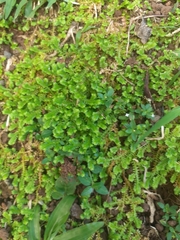 Selaginella ciliaris