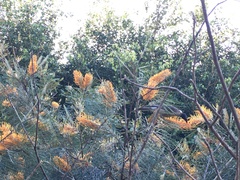 Philemon corniculatus