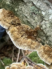 Coriolopsis gallica