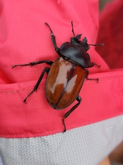 Neolucanus swinhoei