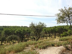 Pinus pinea