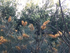 Philemon corniculatus