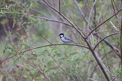 Parus minor