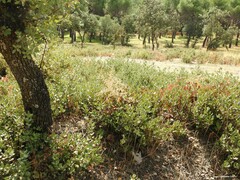 Asparagus acutifolius