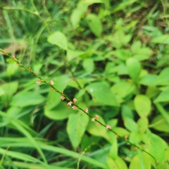 Persicaria filiformis