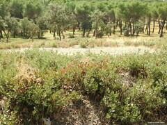 Pinus pinea