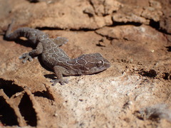 Pachydactylus oculatus