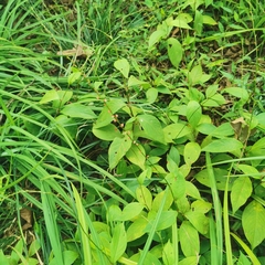 Persicaria filiformis
