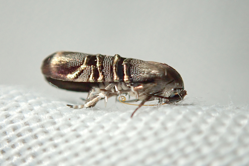 Nigilgia