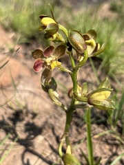 Eulophia parviflora