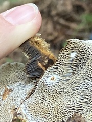 Coriolopsis gallica