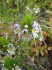 Euphrasia maximowiczii