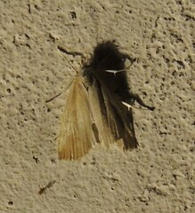 Calamotropha paludella