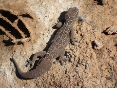 Pachydactylus oculatus